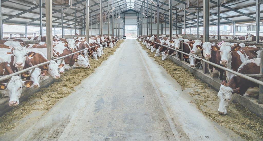 Home UNIFORMAgri Software for Professional Dairy Farmers