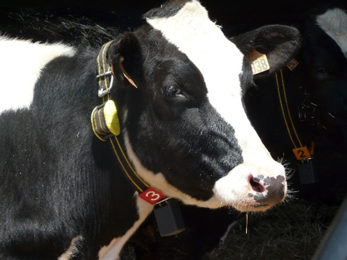 Datamars LivestockTM and UNIFORM-Agri introduce new interface - UNIFORM ...