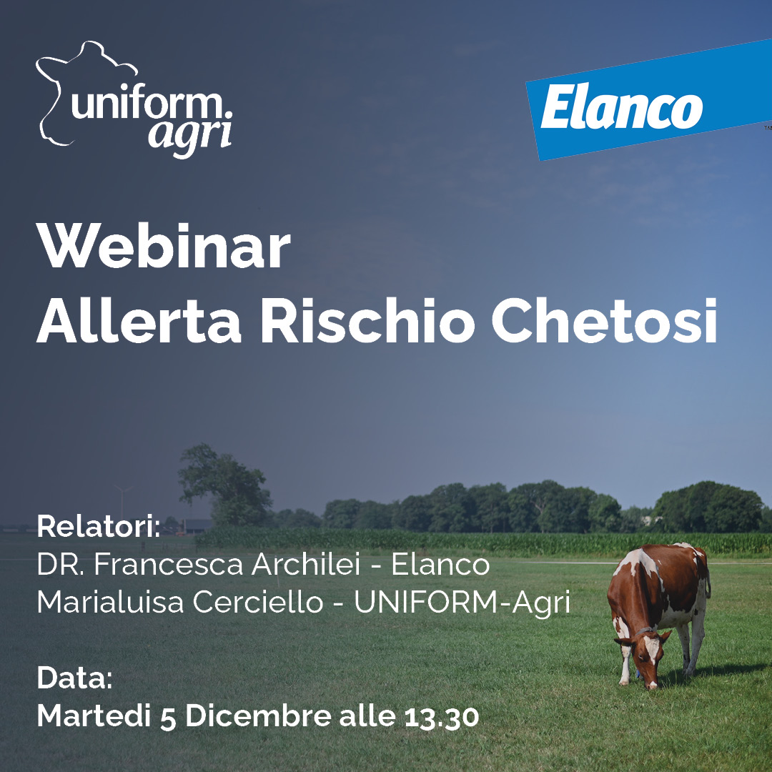 Webinar IT