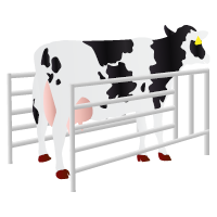 cow seperation