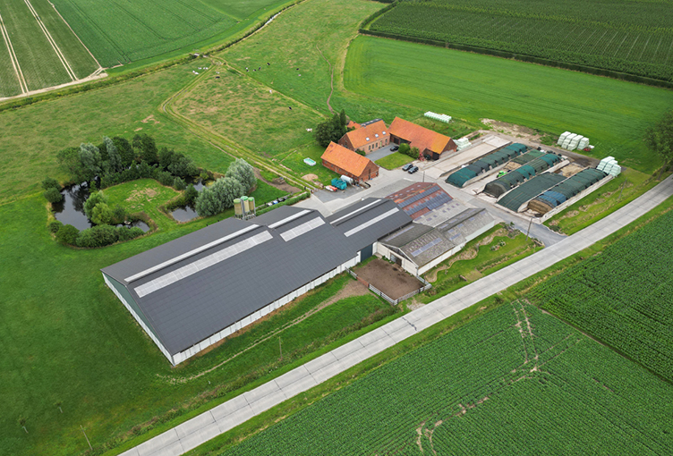 Vlabel Holsteins
